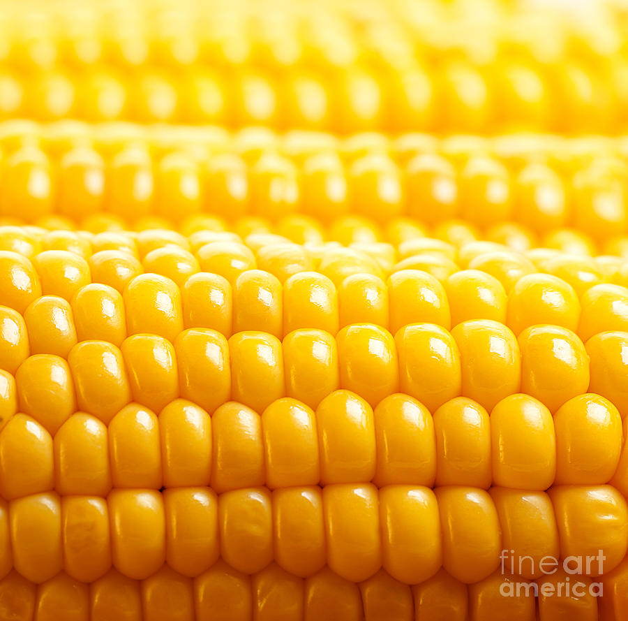 Corn background Photograph by Anna Om