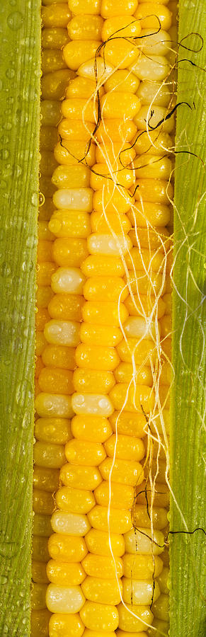 Summer Photograph - Corn Cob Silk by Steve Gadomski