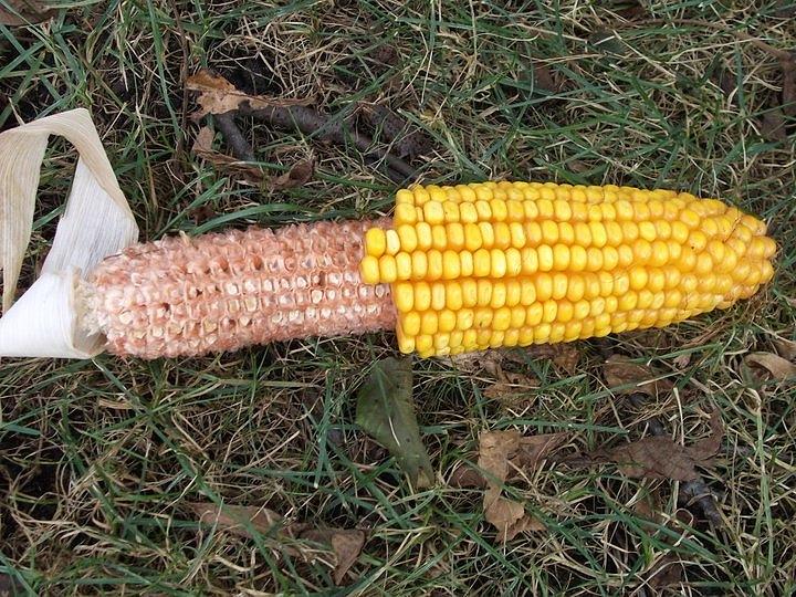 Corn Cobbed Photograph by Jeffrey Platt
