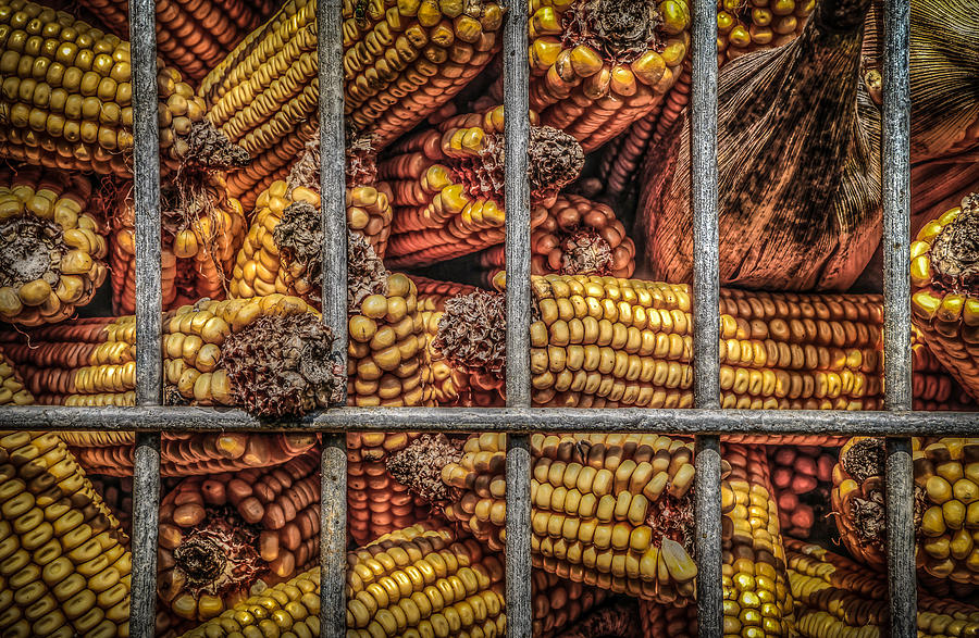 Corn Crib Photograph by Ray Congrove