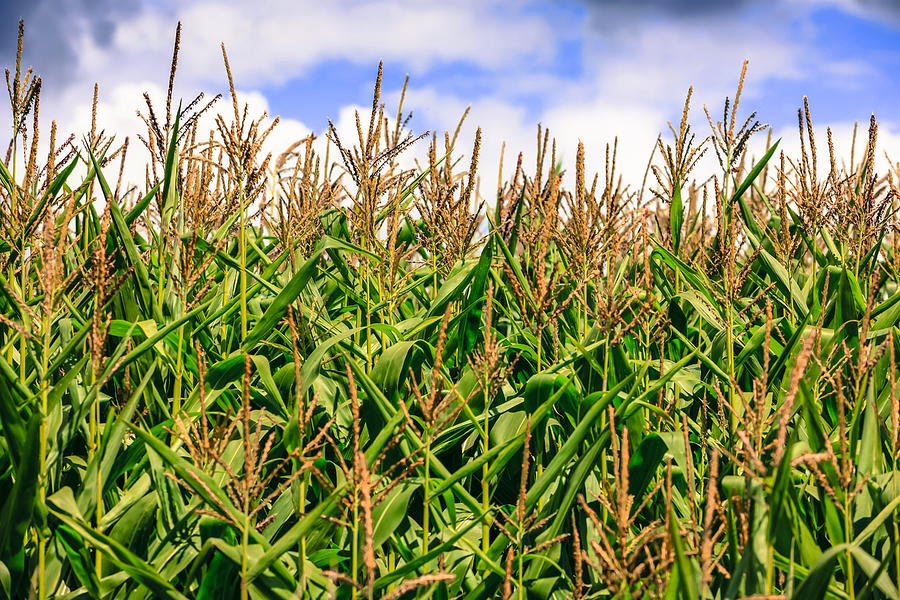 Corn Crop Photograph by Chris Smith