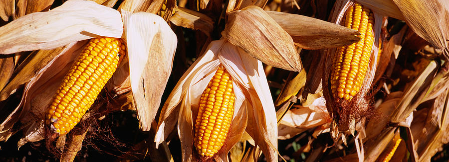 Corn Crop In A Field, Minnesota, Usa Photograph by Panoramic Images ...