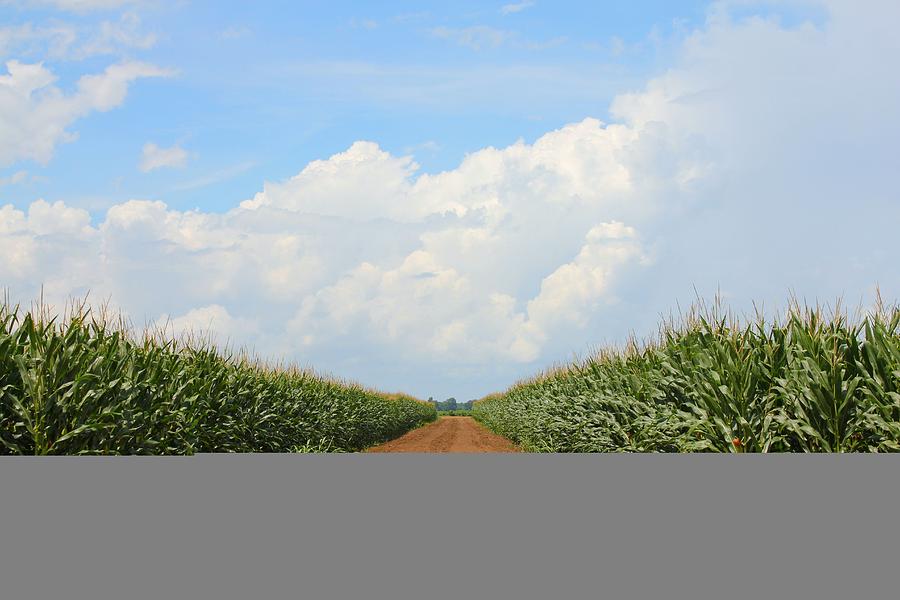 Landscape Photograph - Corn Crops of MS by Karen Wagner