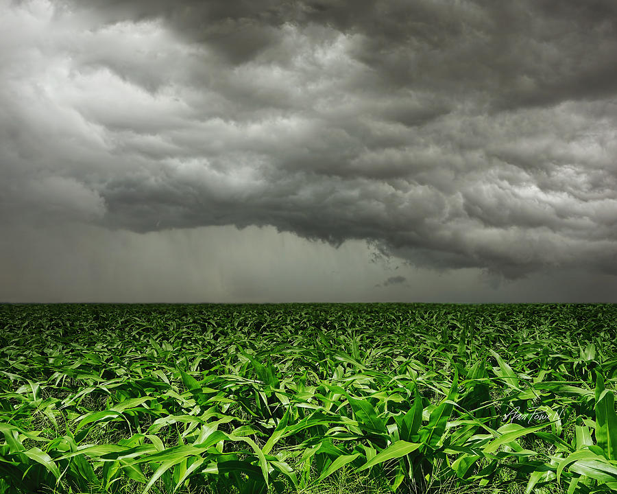 Corn Field and Stormy Sky photography Photograph by Ann Powell