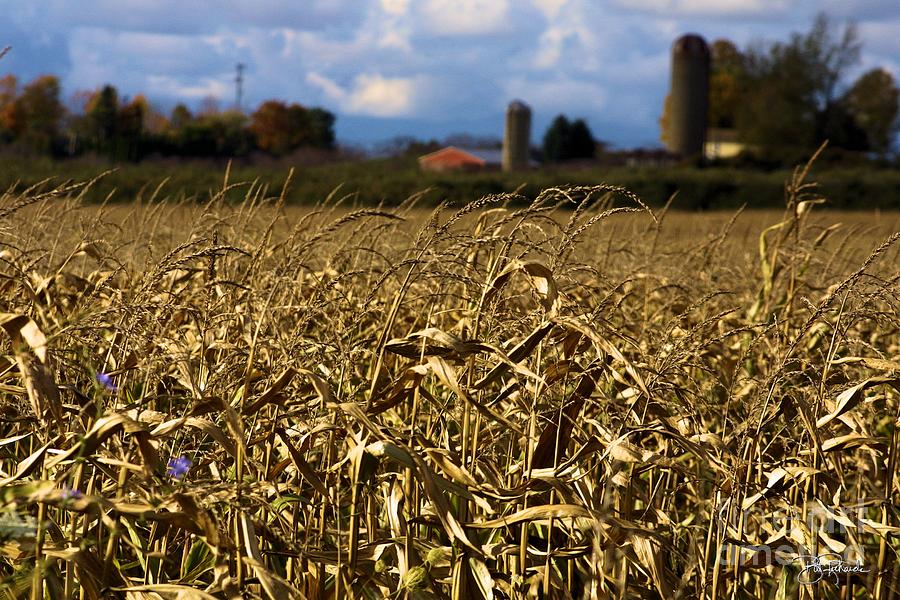 Corn Field Photograph by Bill Richards