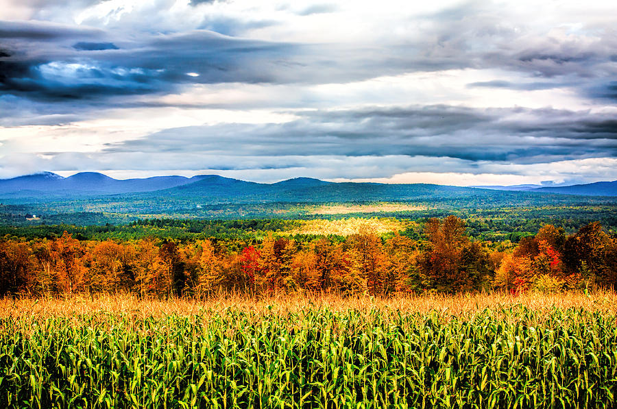 Corn Field Photograph by Fred Larson