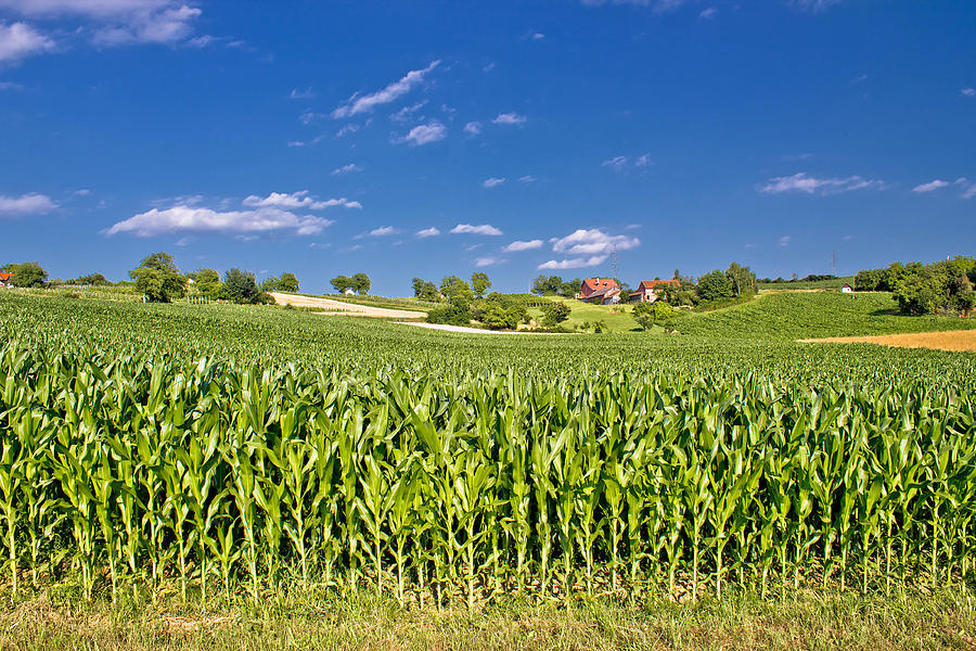 Corn field in agricultural rural landscape Photograph by Brch Photography