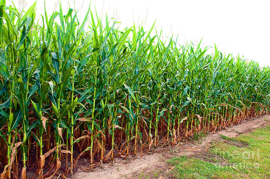 Corn Field in Alabama Photograph by Danny Hooks