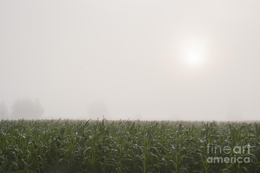 Corn field in Fog Sunrise Photograph by Jim Corwin