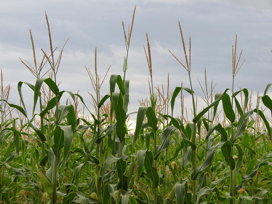 Corn Field Photograph by Laurel Powell