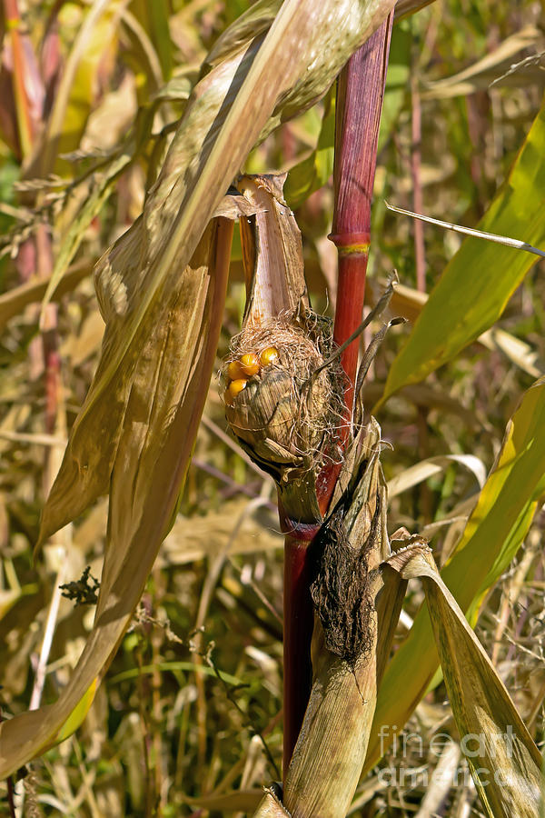 Corn field Photograph by PatriZio M Busnel