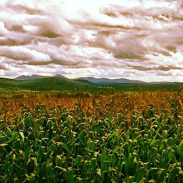 Corn Field Under The Clouds Photograph by Arminda Mota