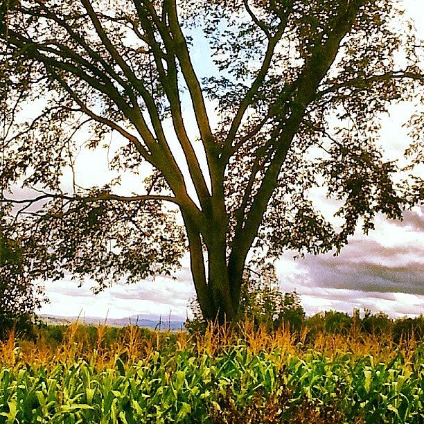 Corn Field Under The Magestic Tree Photograph by Arminda Mota
