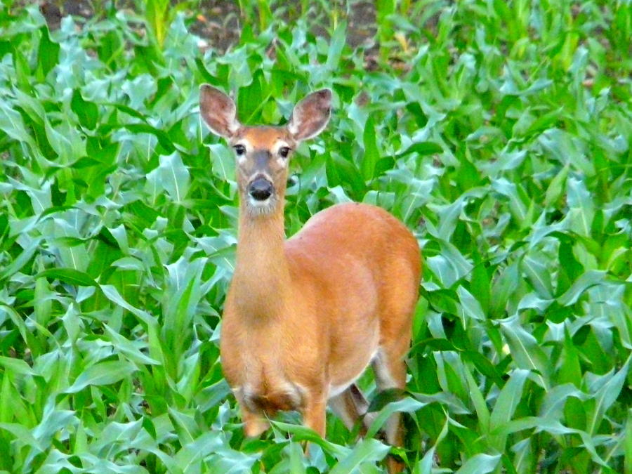 Deer Photograph - Corn Field Visitor by Elizabeth Holland