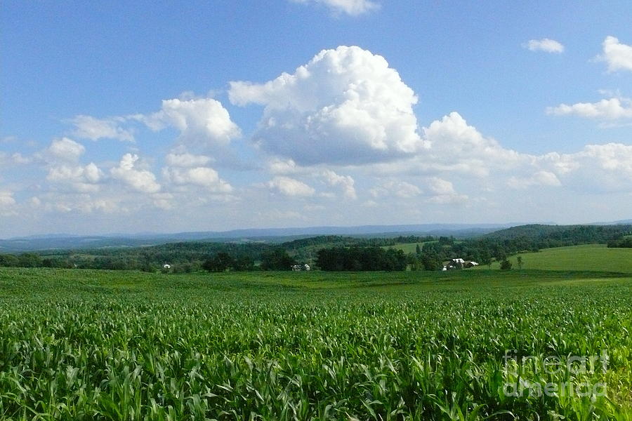 Corn Field with Clouds Photograph by Betsy Cotton - Fine Art America