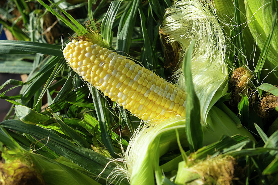 Corn For Sale At A Farmers Market Photograph by Julien Mcroberts - Fine ...