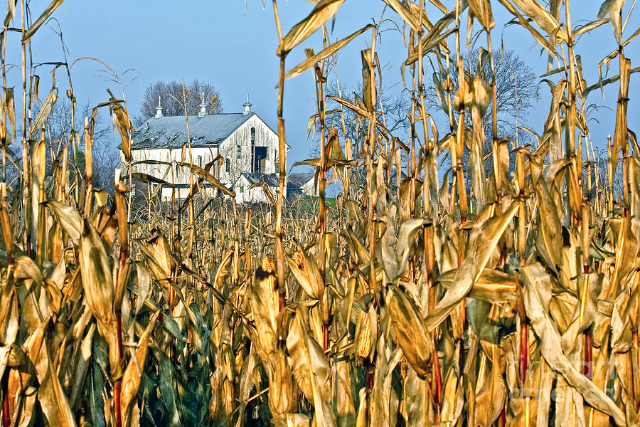 Corn Framed Barn Photograph by Ronald Lutz