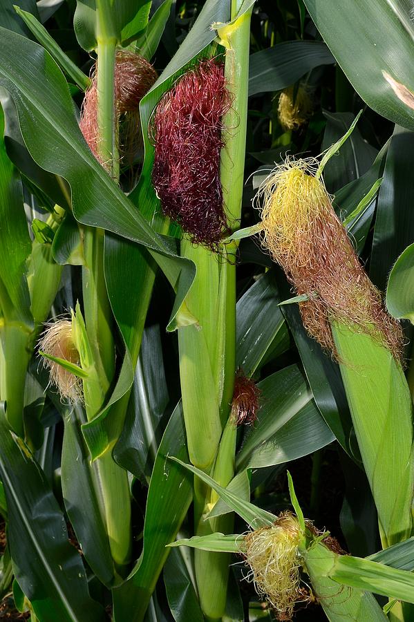 Corn Growing Photograph by Tana Reiff
