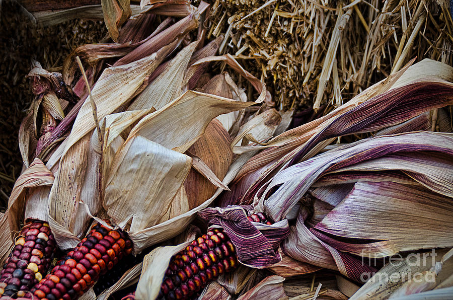 Corn Husk Hues Photograph by Norma Warden