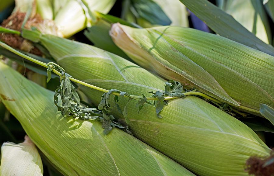 Corn Husks Photograph by John Hoey