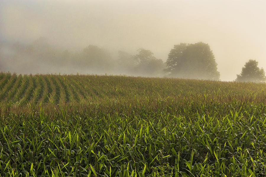 Corn In The Mist Photograph by Tom Singleton