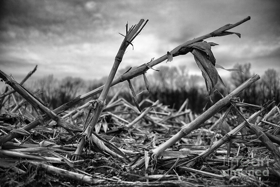 Winter Photograph - Corn In Winter by Greg Ahrens