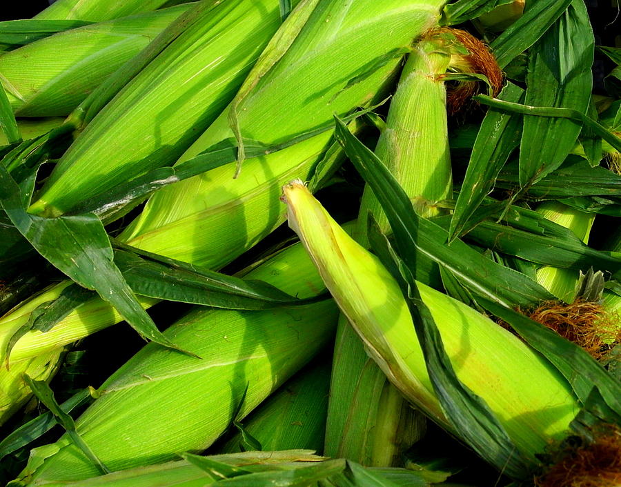Corn Photograph by Jim Harris