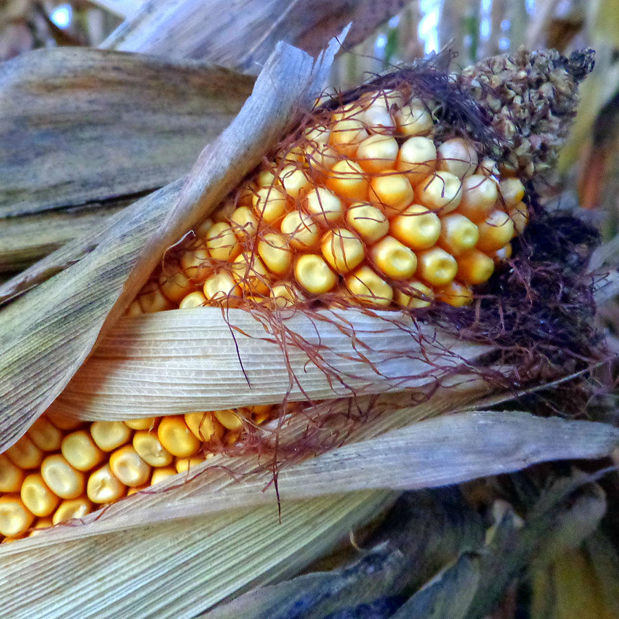 Corn Photograph by Joseph Skompski