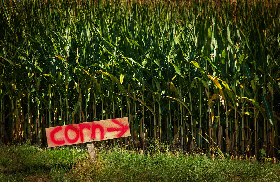 Corn Photograph by Karol Livote