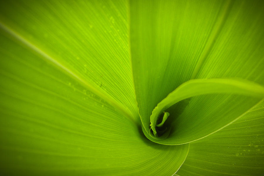 Corn leafs closeup 1 Photograph by Vlad Baciu