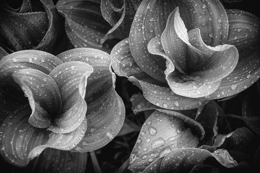 Black And White Photograph - Corn Lilies - Black and White by The Forests Edge Photography - Diane Sandoval