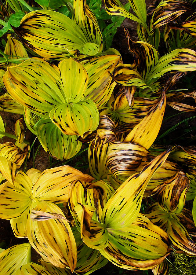 Corn Lilies Digital Art by Kathleen Bishop