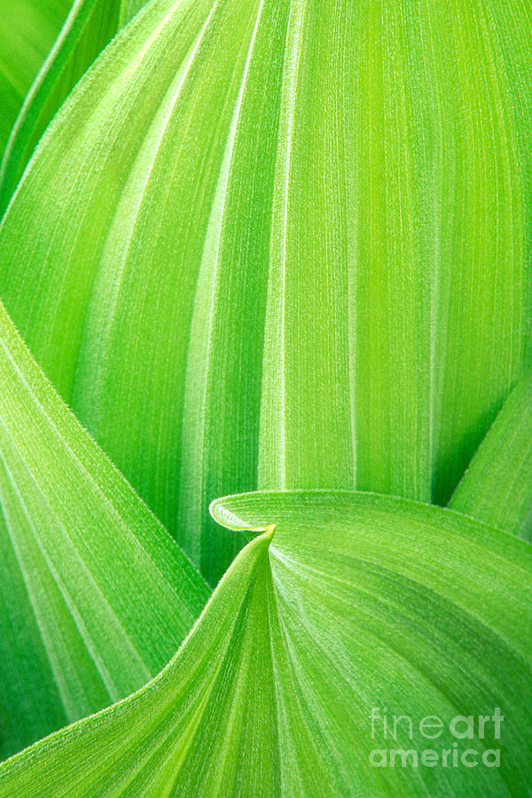 Corn Lily Leaf Detail Yosemite NP California Photograph by Dave Welling