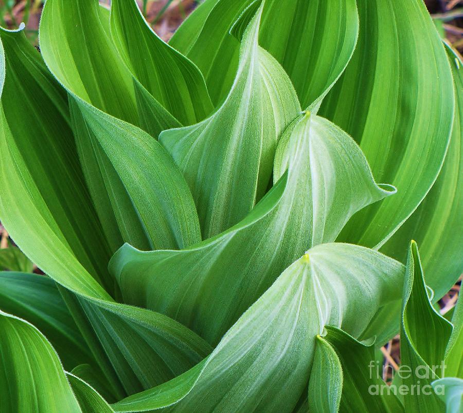 Corn Lily Photograph by Michele Penner