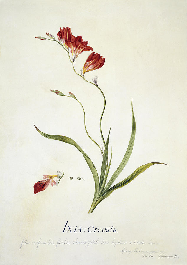 Corn Lily Photograph by Science Photo Library Corn Lily Photograph by Science Photo Library