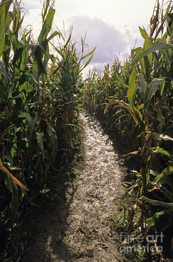 Corn Maze Photograph by Jim Corwin