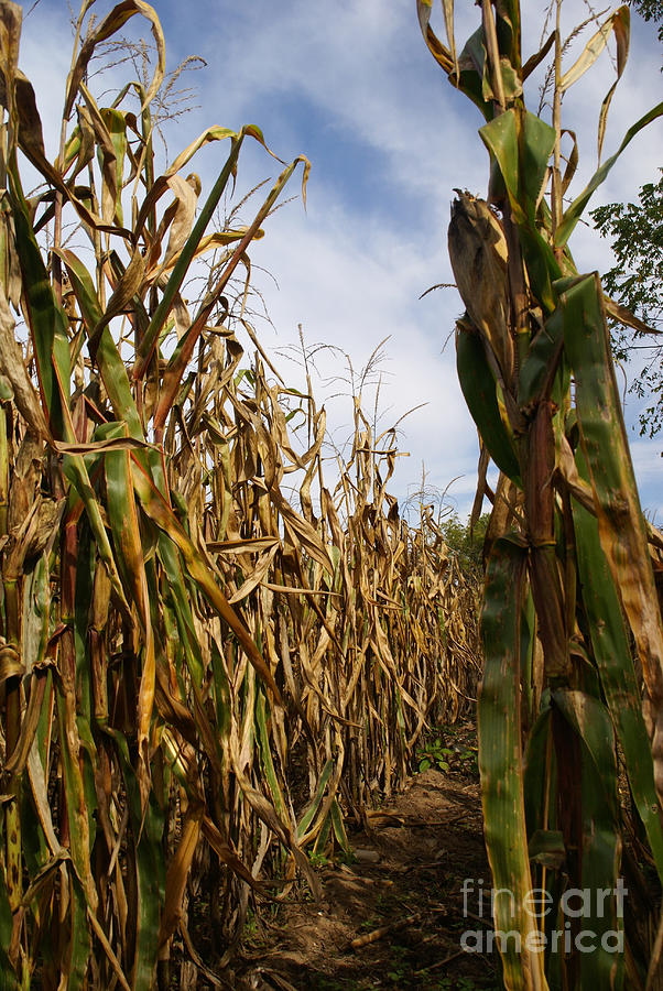Corn Maze Photograph by Linda Shafer