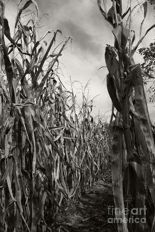 Corn Maze - sepia Photograph by Linda Shafer