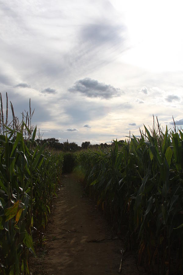 Corn Maze Photograph by Vadim Levin