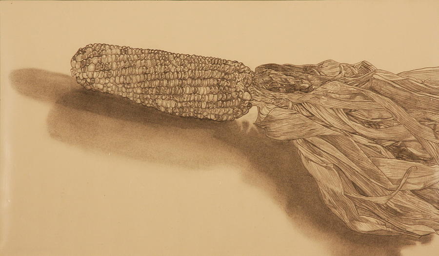 Corn Drawing by Michelle Miron-Rebbe