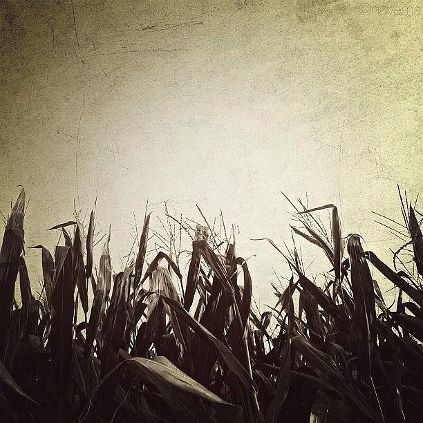 Corn Photograph by Natasha Marco