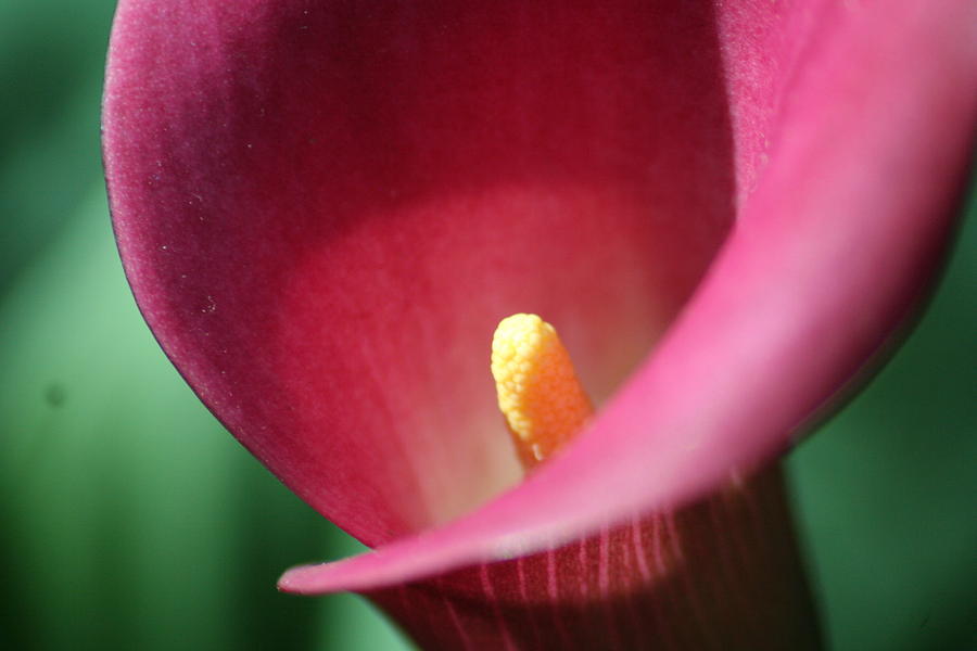 Corn Of The Cailla Photograph by Tony Gustina - Fine Art America