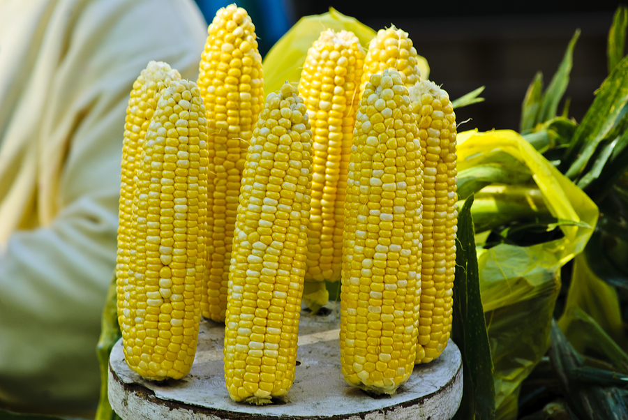 Corn on Display Photograph by Christi Kraft