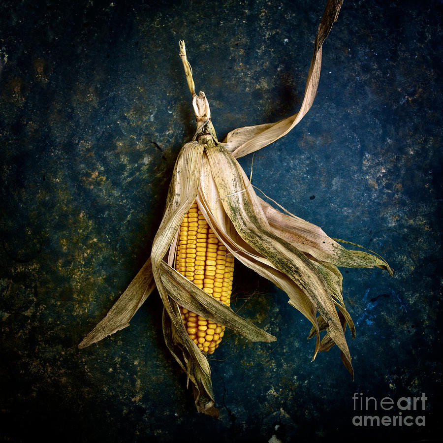 Vegetable Photograph - Corn on the cob by Bernard Jaubert