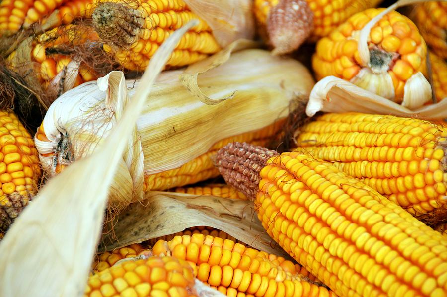 Corn on the Cob Photograph by David Earl Johnson