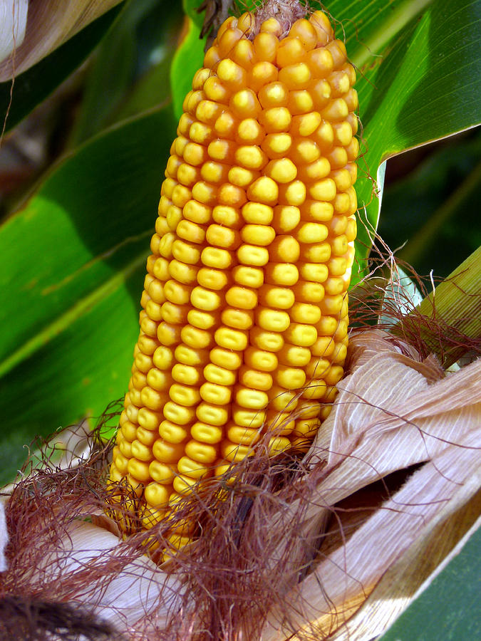 Corn On The Cob Photograph by Jeff Lowe