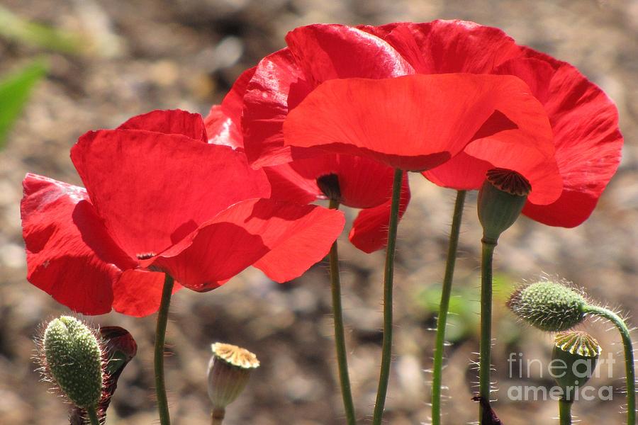 Corn Poppies Photograph by Michele Penner