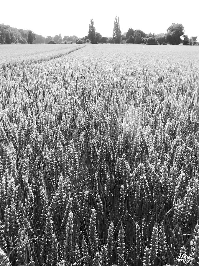 Corn Rows Photograph by Laura Hol Art