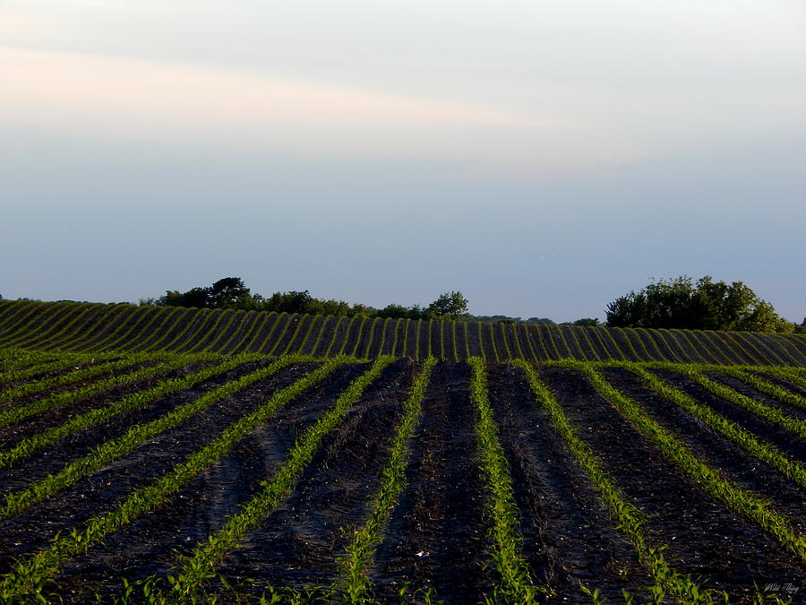 Corn Rows Photograph by Wild Thing - Fine Art America