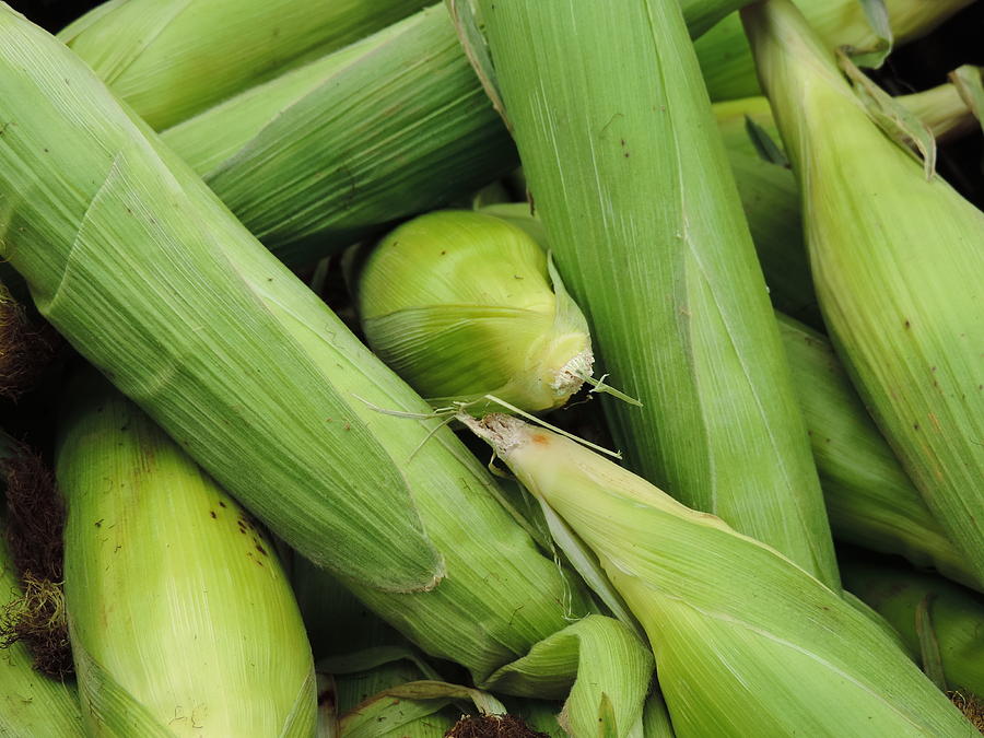 Corn Photograph by Cityscape Photography - Fine Art America